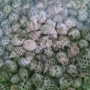 Ốc Hương Hấp Xả, Rang Muối